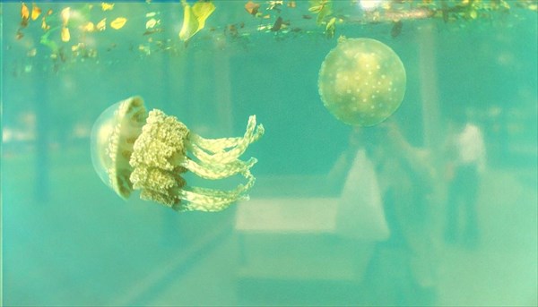032-Две крупные медузы вида Mastigia спокойно дрейфуют по течени